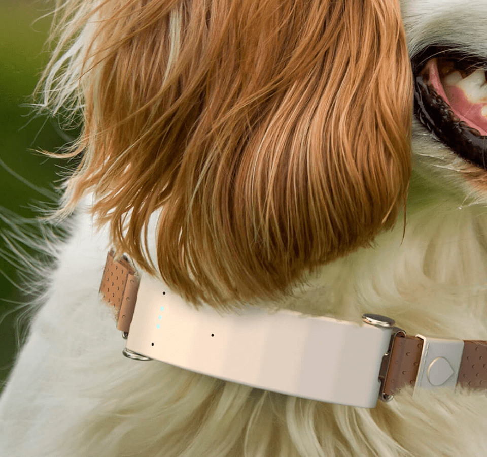 Pet Tracker - Coleira inteligente